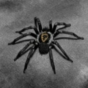 Profile photo of Blvck Vraneae